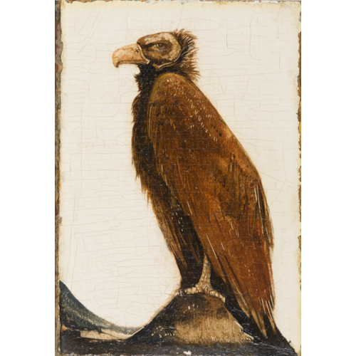 A Eurasian Black Vulture